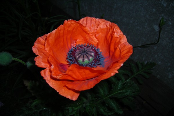 poppy flower pictures