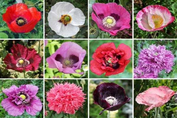 Mohn Foto