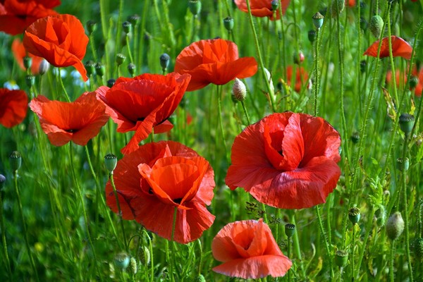 poppy flower pictures