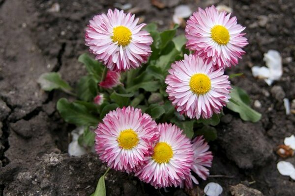 Perennial daisy litrato