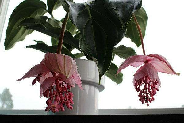 Medinilla photo