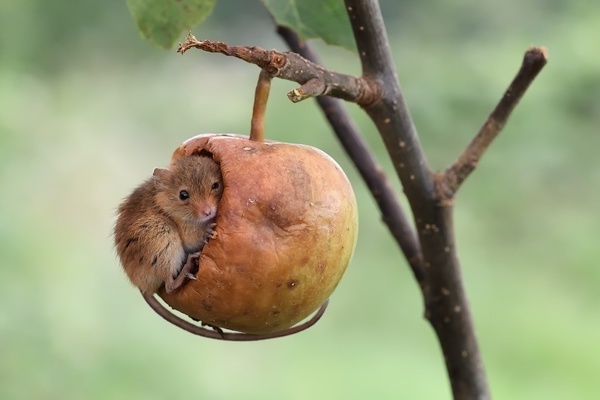 Apfelbaum-Schädlinge