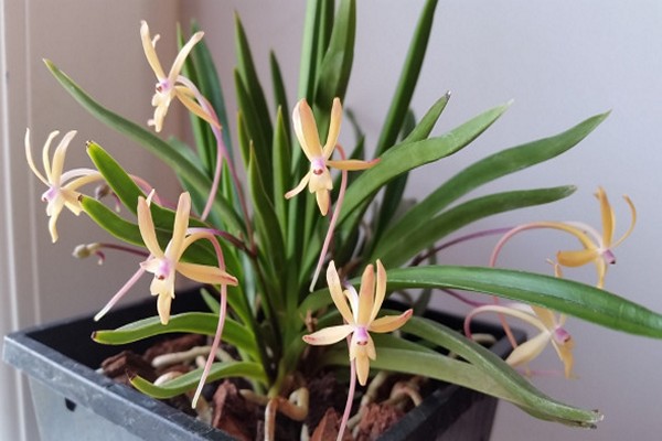 Orchidee Neofinetia