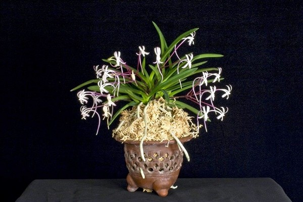 Neofinetia falcata