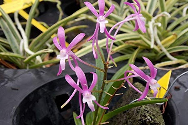 neofinetia