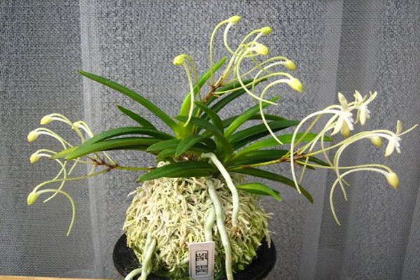 neofinetia care