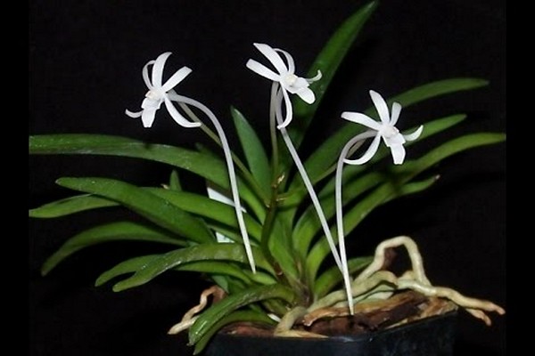 neofinetia photo