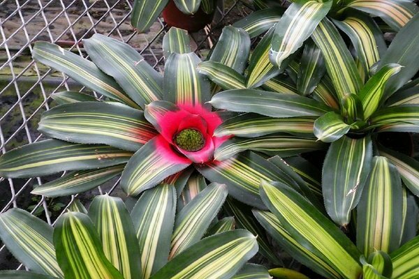 Neoregelia