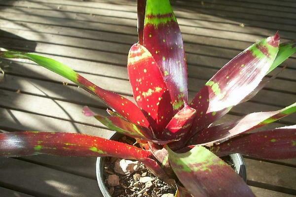 Neoregelia