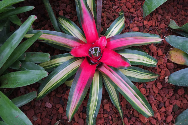 Neoregelia