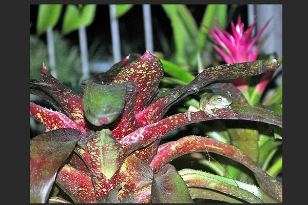 Neoregelia