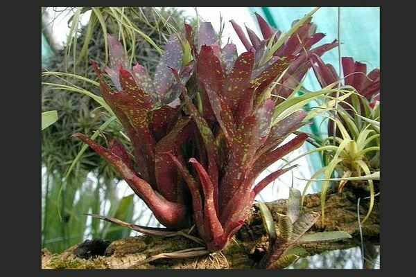 Neoregelia