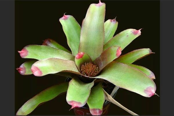 Neoregelia