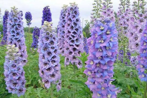 crop delphinium photo