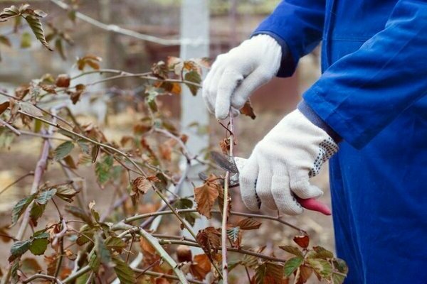 pruning blackberries in autumn