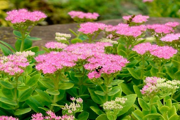 bulaklak na stonecrop