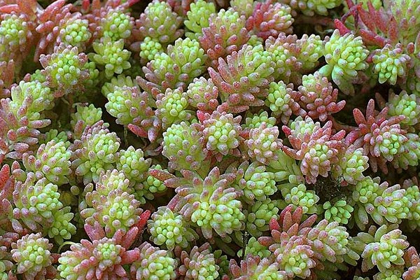 pagtatanim ng sedum