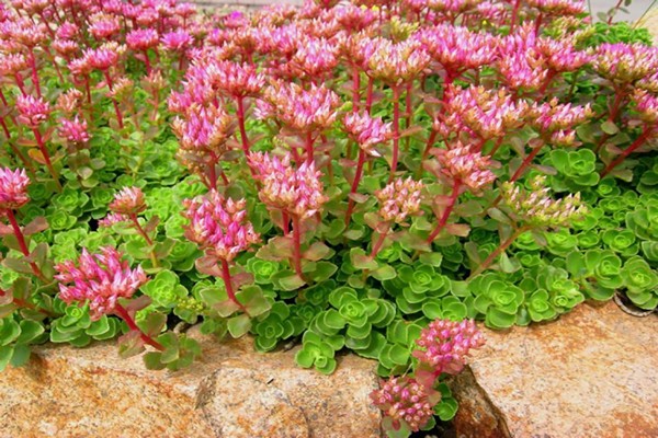 stonecrop