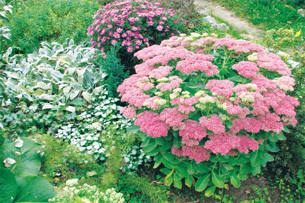 larawan ng sedum