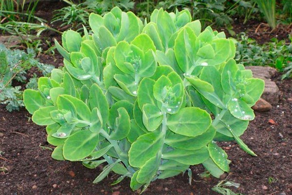 pagtatanim ng sedum