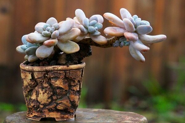 Pachyphytum photo