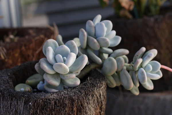 Pachyphytum photo