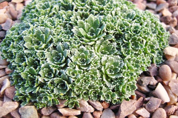 Saxifraga