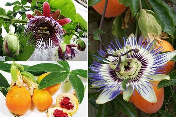 passion flower