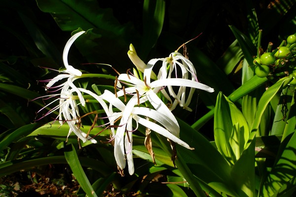 crinum care