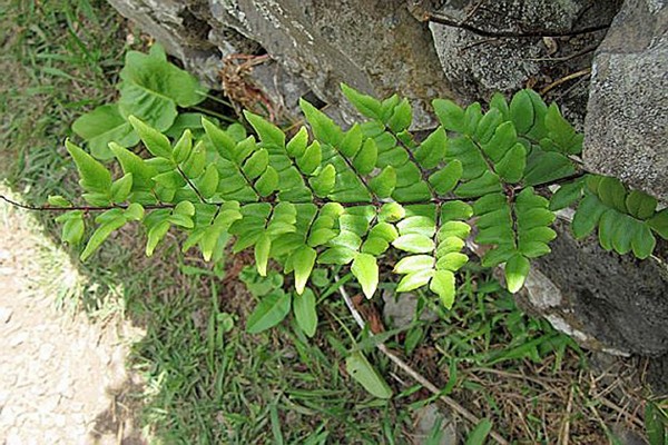 Farnpellea