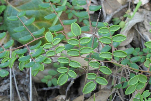 rundblättrige Pellets