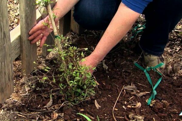 transplant of clematis