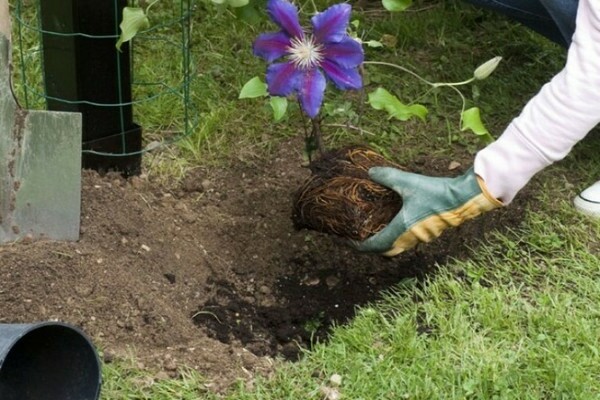 transplant of clematis