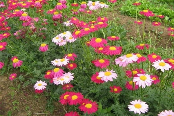 Persian chamomile photo