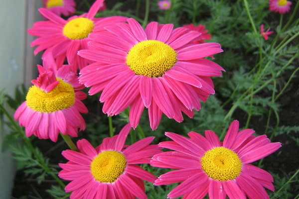 Persian chamomile photo