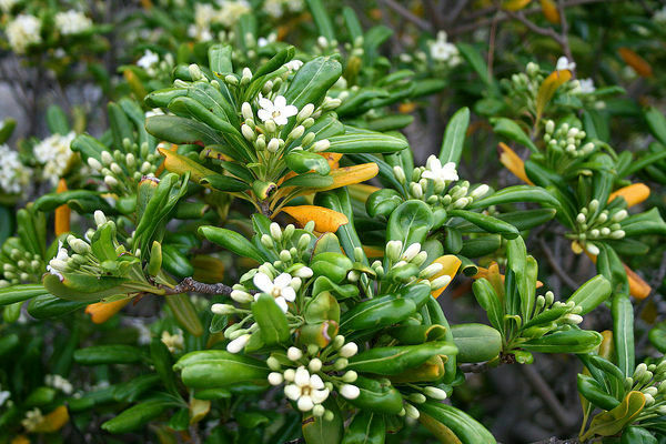 Pittosporum photos