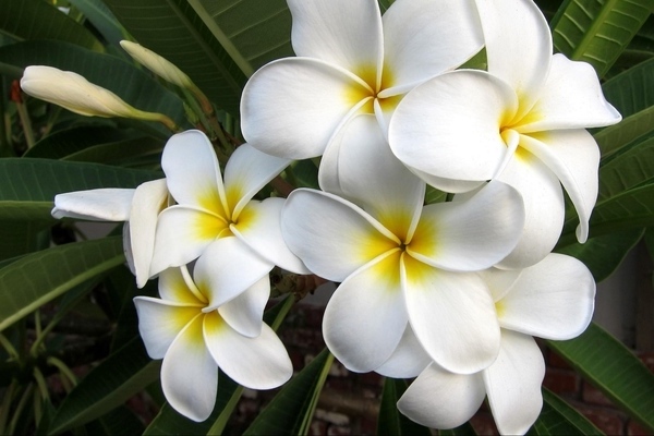 Plumeria photo