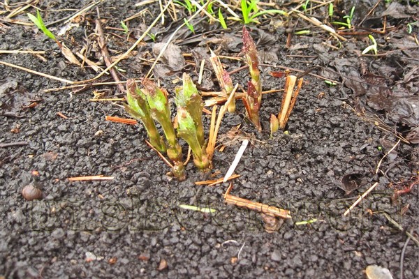 selection of soil for clematis