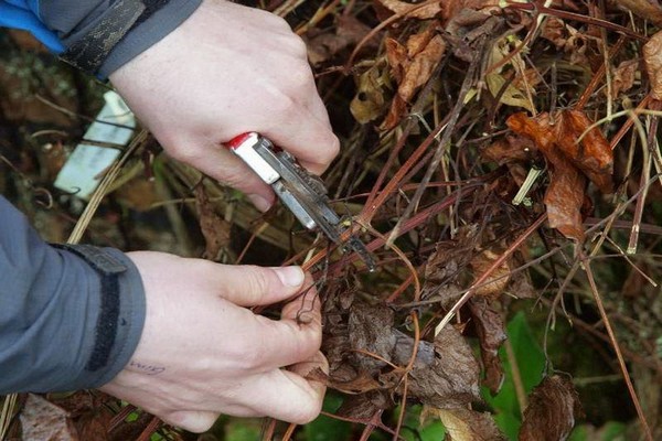 autumn clematis preparation + for winter