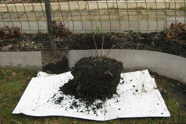 preparation of clematis + for winter