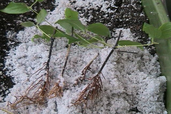 preparation of clematis + for winter