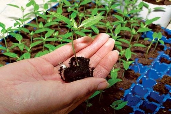 preparation of clematis + for winter