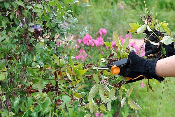 clematis preparation autumn