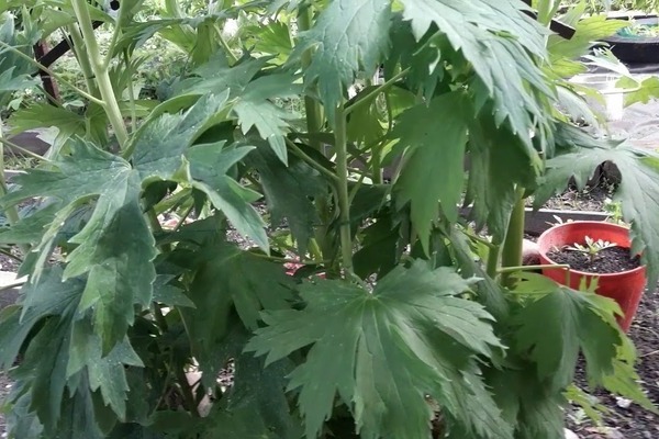 how to feed the delphinium