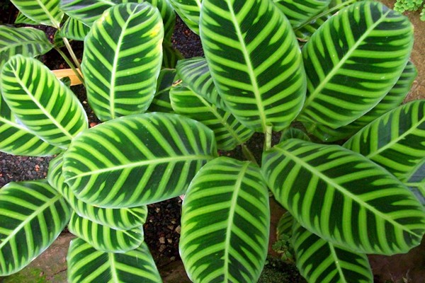 variétés de calathea