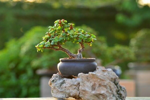 Photo de portulacarie