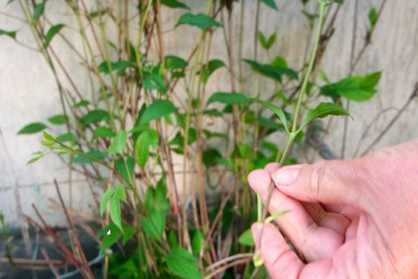 planting clematis in the fall