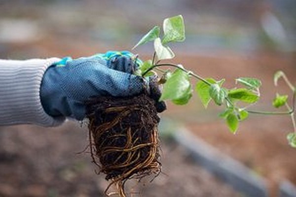 planting clematis in the fall