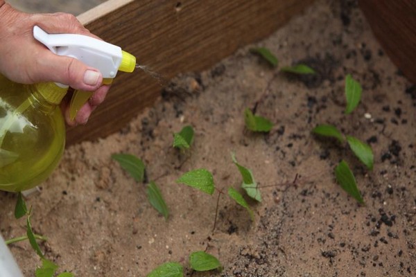 clematis planting + and care + in the open field