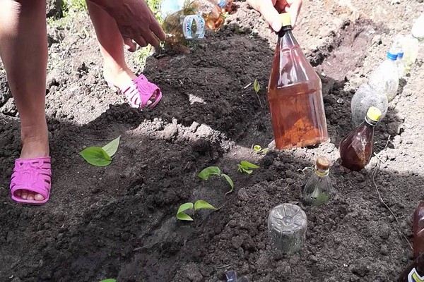 planting clematis in the fall